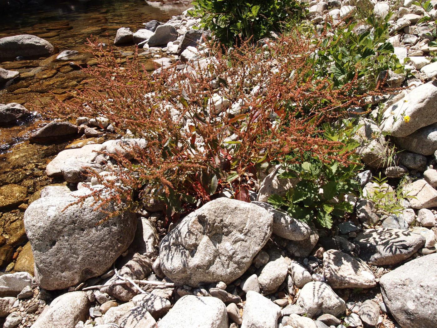 Dock, Broad-leaved plant